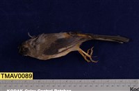 藏品(白耳畫眉)的圖片